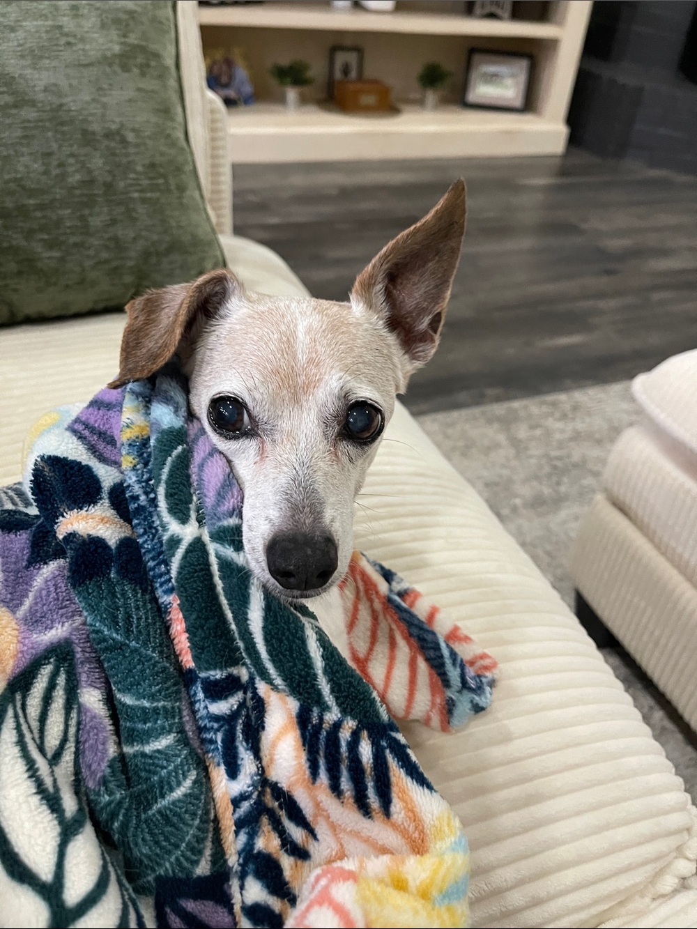 Plush Floral Pet Throw Blanket - Multicolor